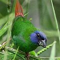 Blue-faced Parrot-finch in Mt. Lewis<br />Canon EOS 7D + EF400 F5.6